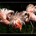 Der Tanz der Flamingos!