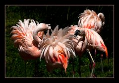 Der Tanz der Flamingos!