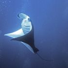 Der Tanz der Mantarochen