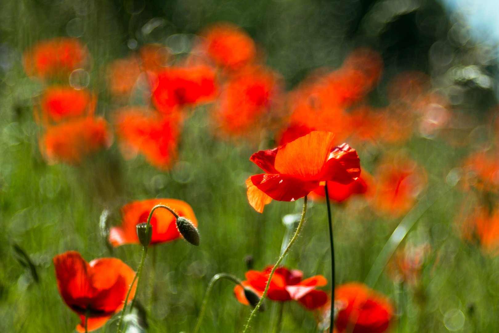 Der Tanz der Mohnblüten