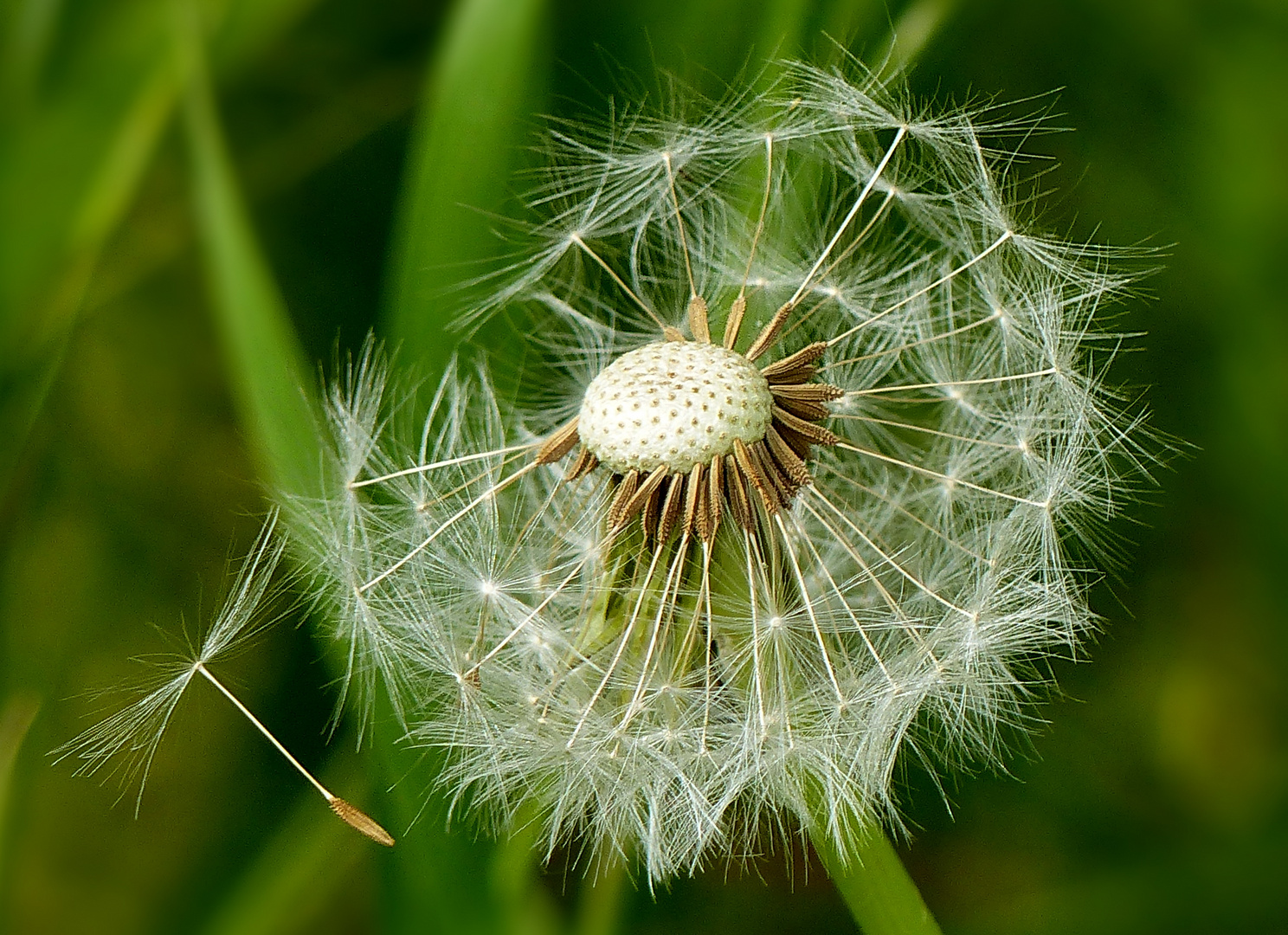 Der Tanz der Pusteblume in den 1 Mai