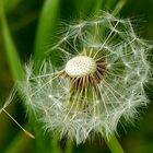 Der Tanz der Pusteblume in den 1 Mai