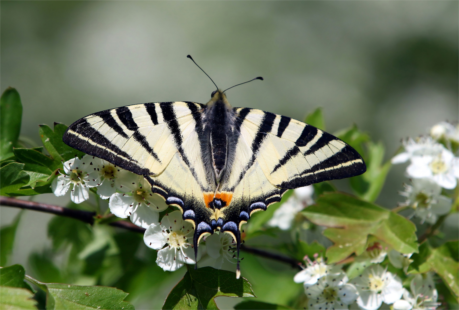 Der Tanz der Ritter(falter) - Segelfalter - Iphiclides podalirius - 