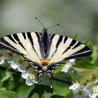 Der Tanz der Ritter(falter) - Segelfalter - Iphiclides podalirius - 