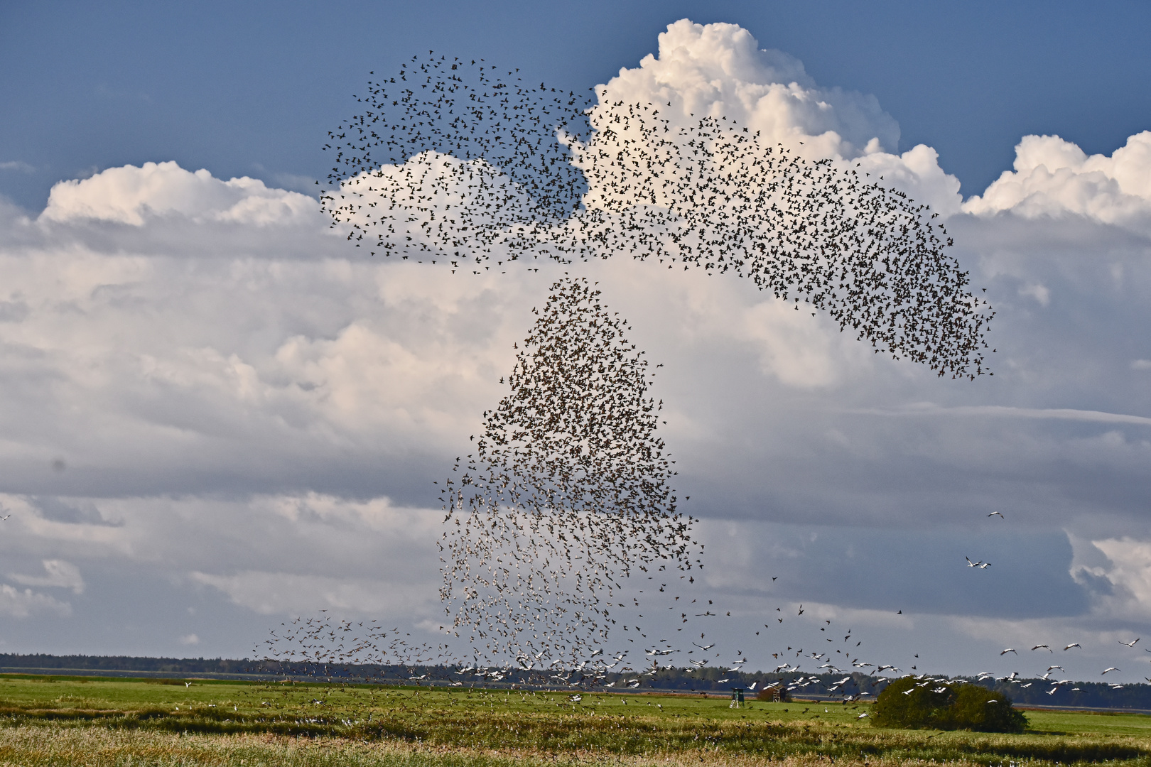 Der Tanz der Stare. Foto & Bild | tiere, wildlife, wild lebende vögel ...