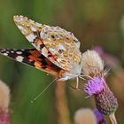 Der Tanz des Distelfalters auf der Blüte, die sich im Wind neigte...