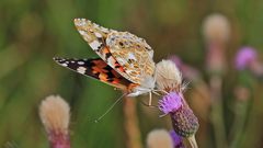 Der Tanz des Distelfalters auf der Blüte, die sich im Wind neigte...