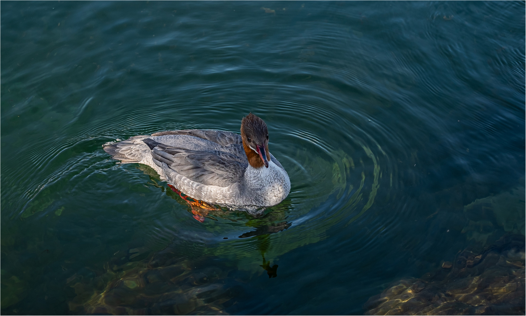 DER TANZ IM WASSER