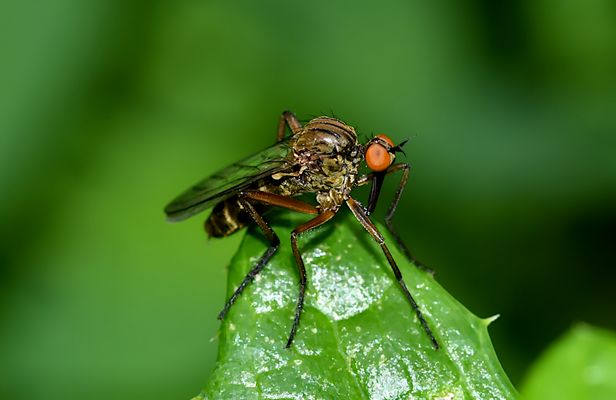 DER TANZ MÖGE BEGINNEN ...