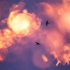Der Tanz zwischen den Flares