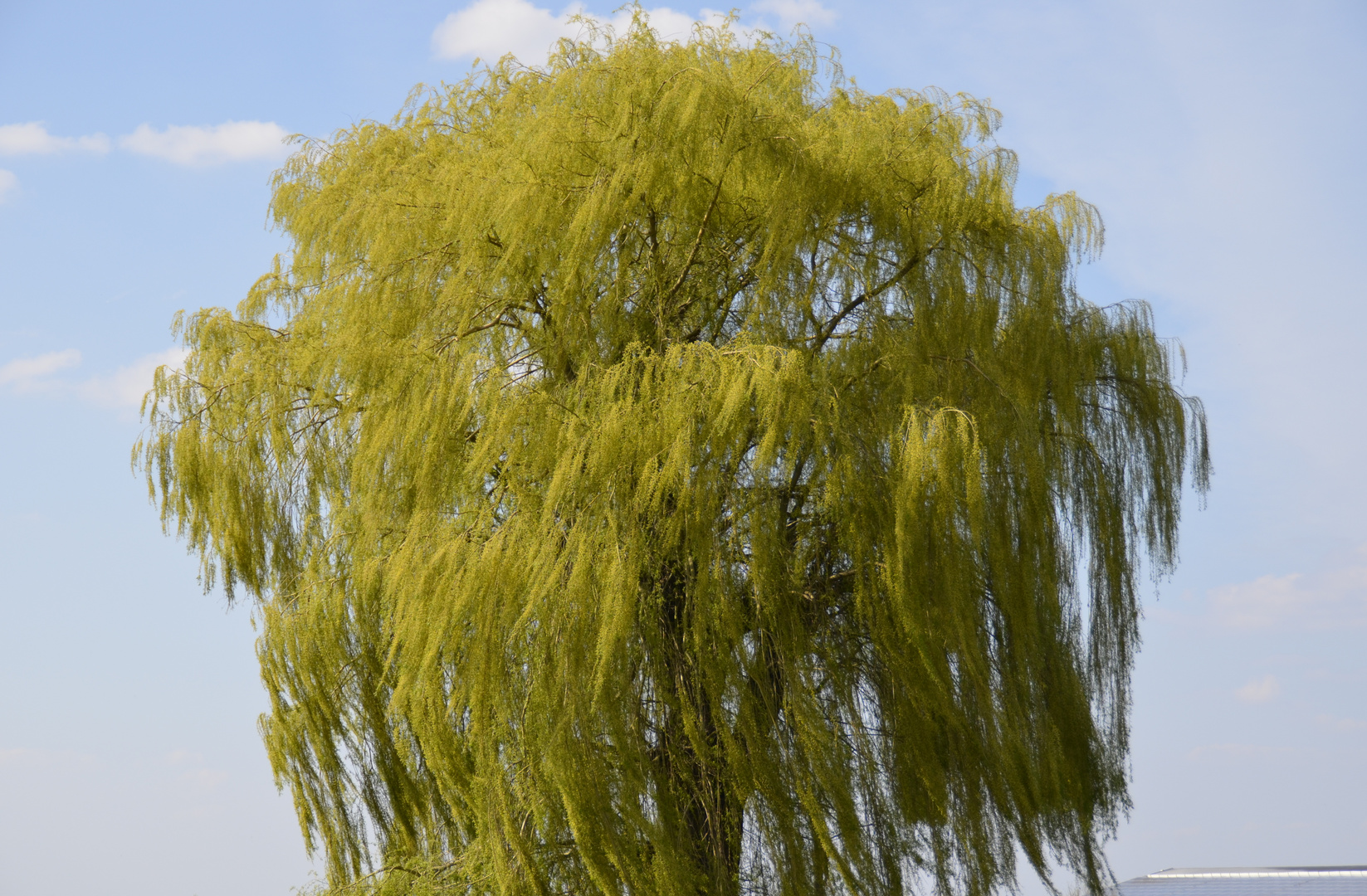 Der tanzende Baum