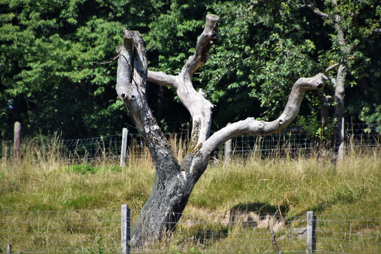 Der tanzende Baum ......