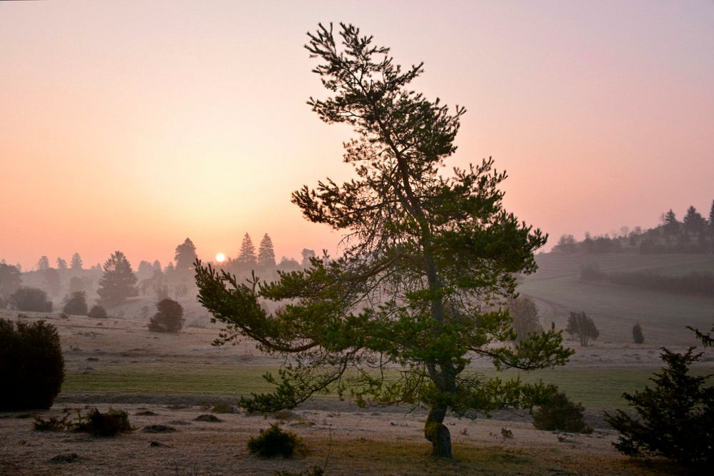 Der tanzende Baum Foto & Bild landschaft, jahreszeiten, frühling Bilder auf