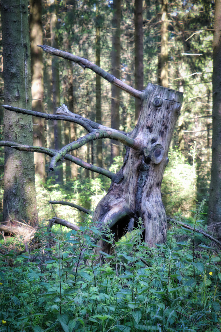 Der tanzende Baumstamm