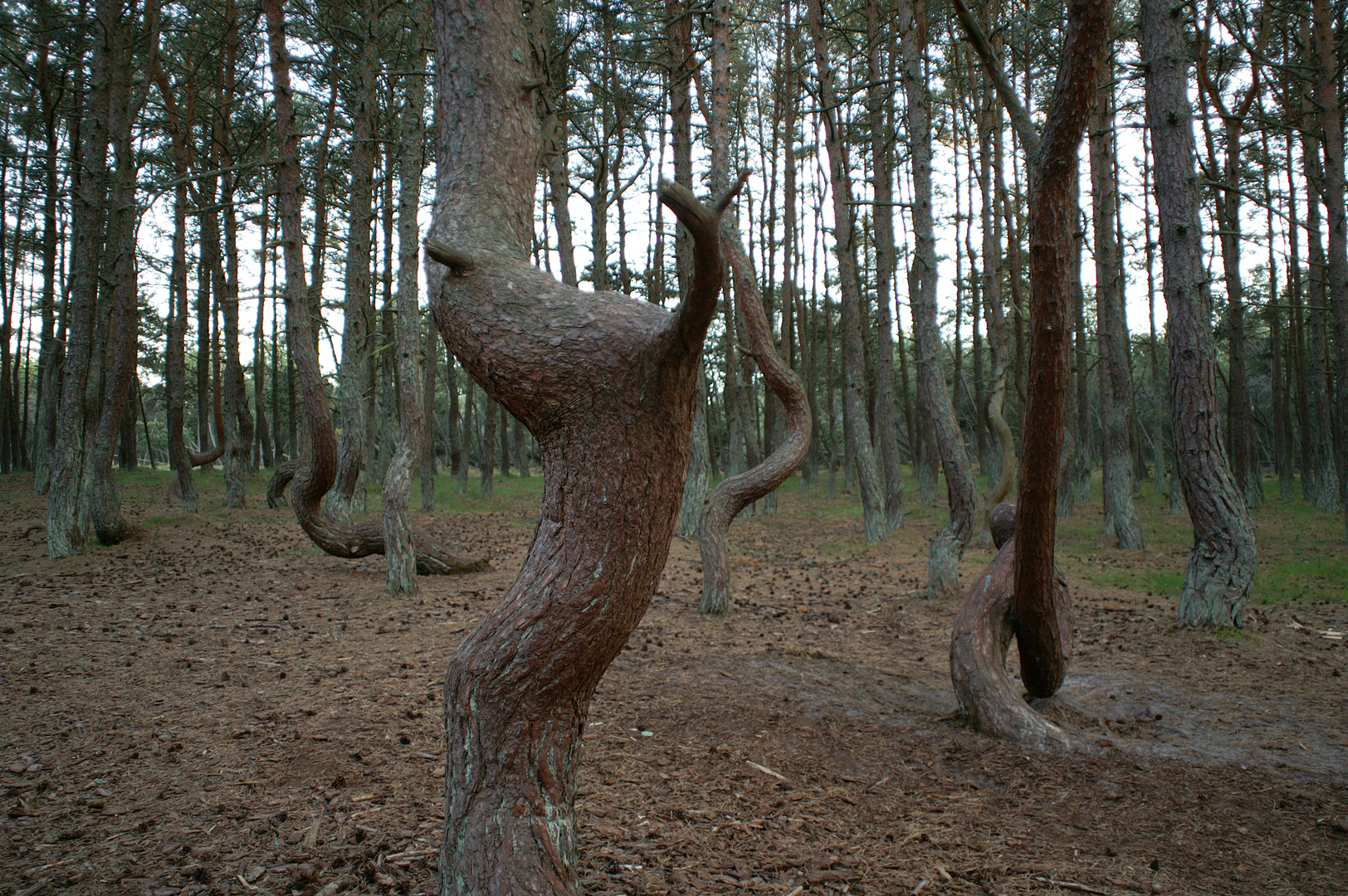 Der tanzende Wald - The dancing Forest