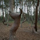 Der tanzende Wald - The dancing Forest