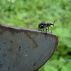 Der tanzt meinem Dackelchen auf der Nase herum!!