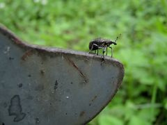 Der tanzt meinem Dackelchen auf der Nase herum!!