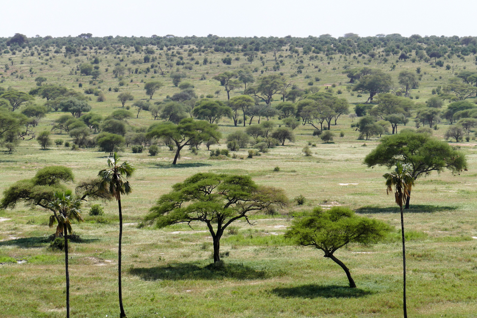 ...der Tarangire NP...