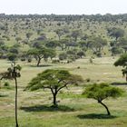 ...der Tarangire NP...