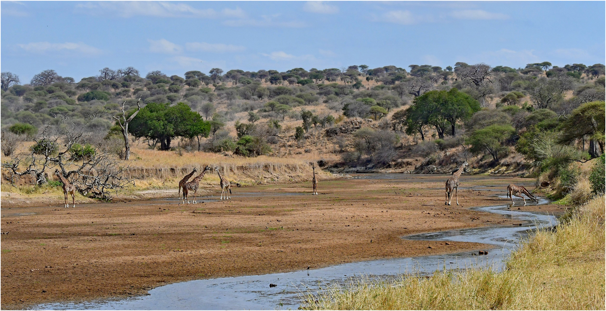 Der Tarangire-River, ...