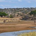 Der Tarangire-River, ...