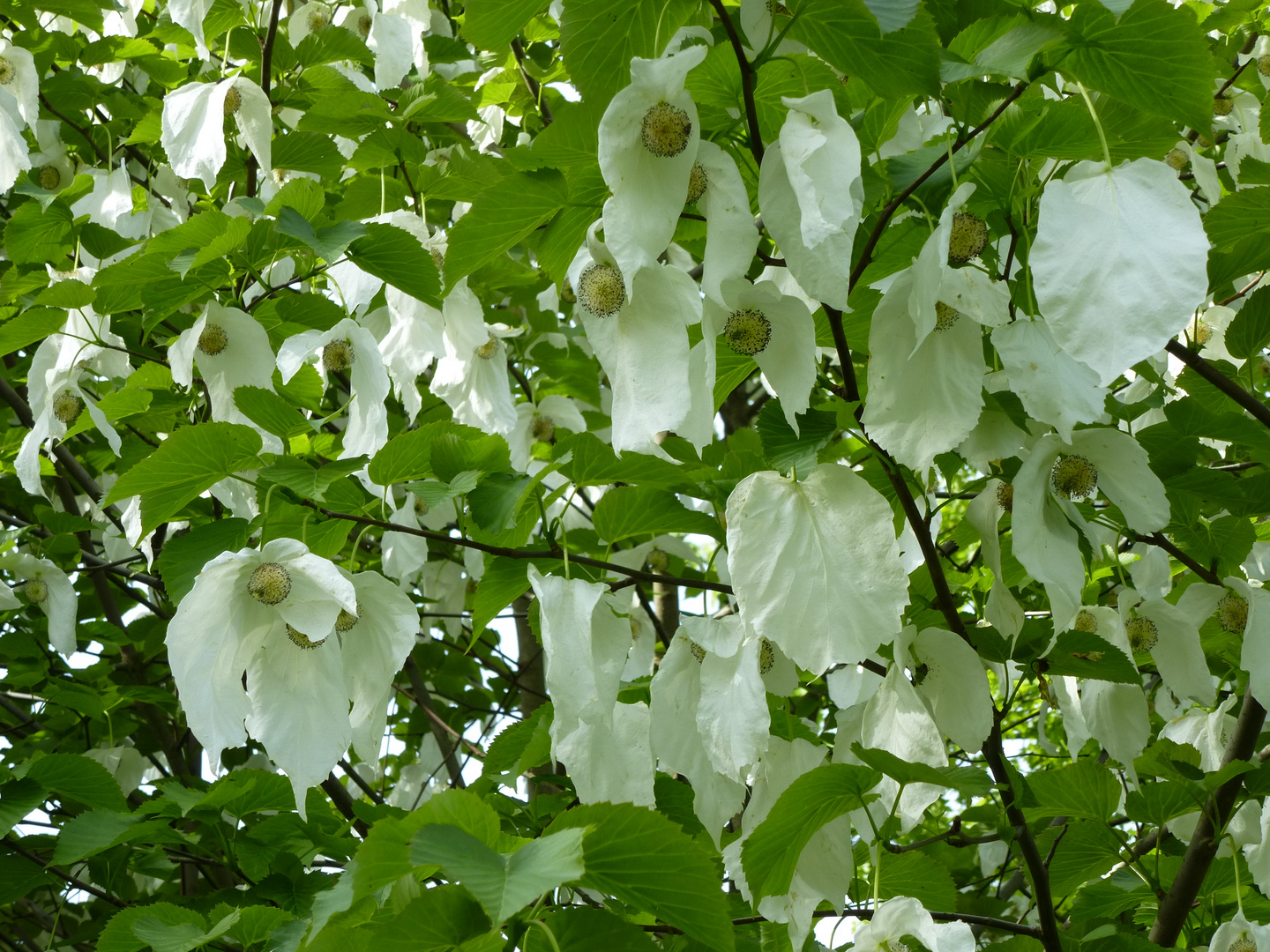 Der Taschentuchbaum