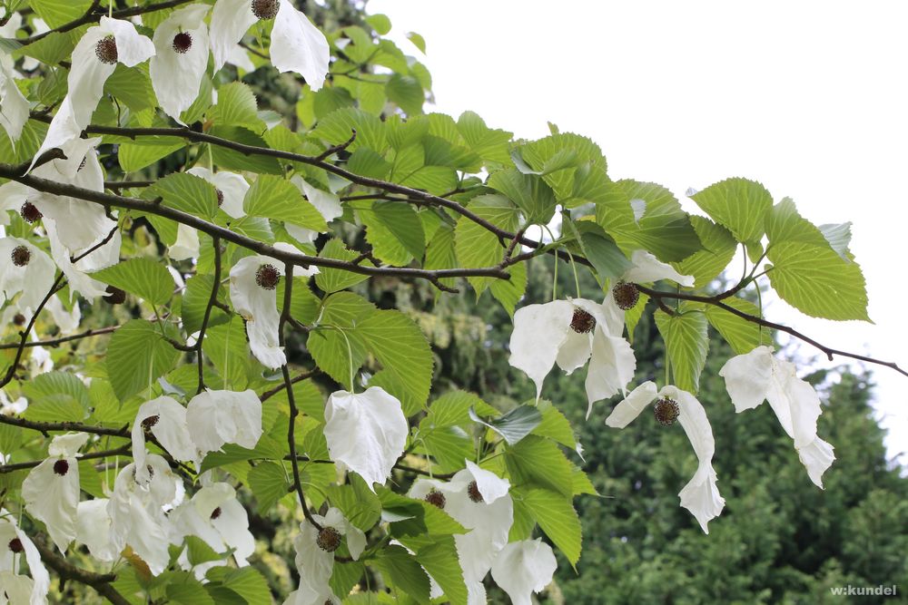 der Taschentuchbaum