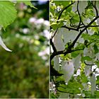 Der Taschentuchbaum blüht im Bot. Garten