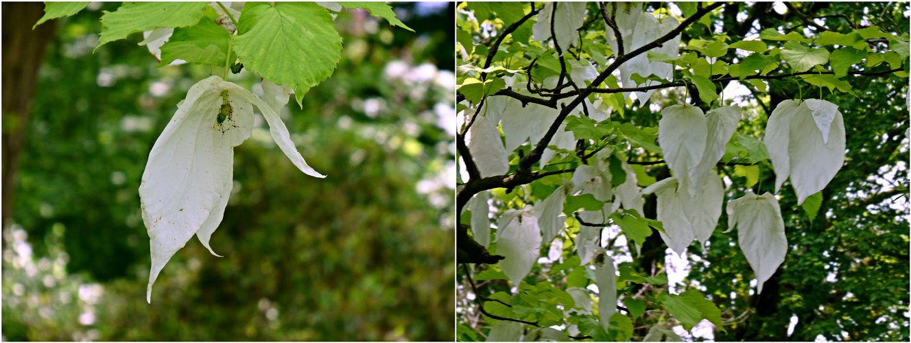 Der Taschentuchbaum blüht im Bot. Garten