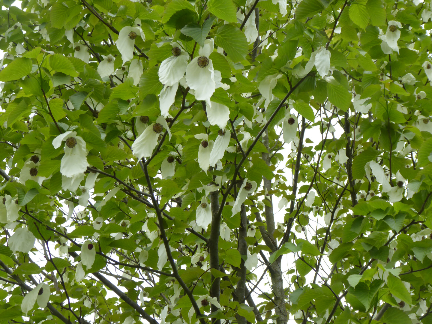 Der Taschentuchbaum blüht wieder...