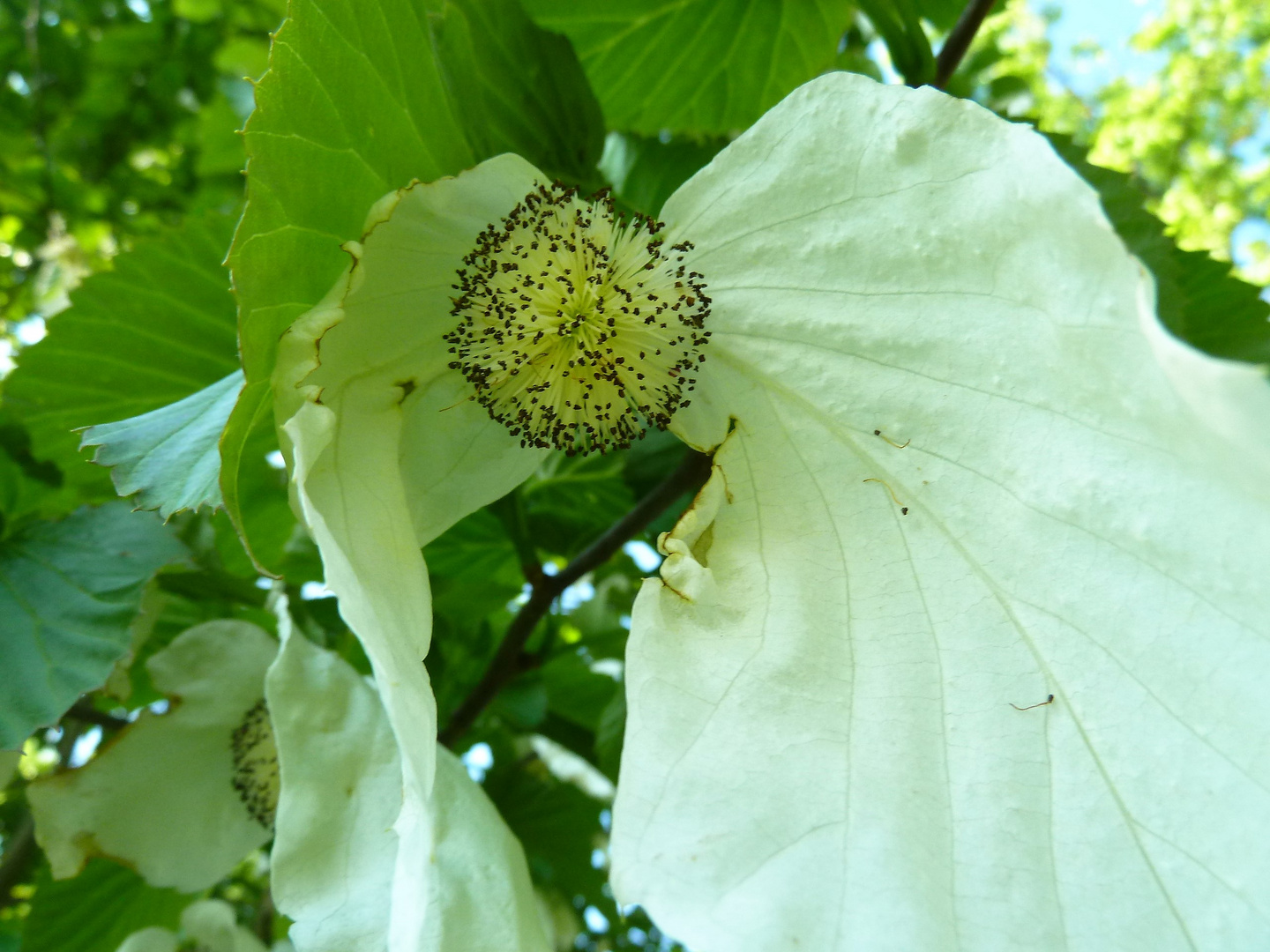 Der Taschentuchbaum blüht wieder...