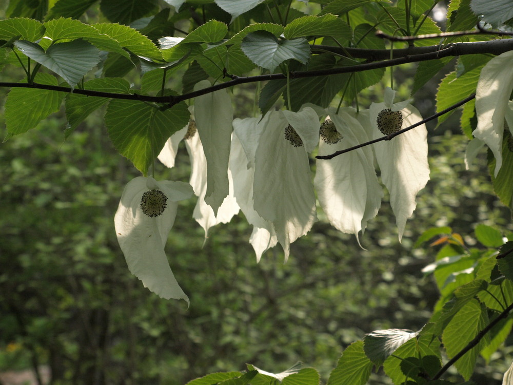 Der Taschentuchbaum blüt