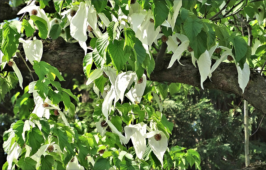 der taschentuchbaum in voller blüte