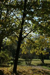 Der Taschentuchbaum, teilweise schon herbstlich verfärbt