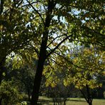 Der Taschentuchbaum, teilweise schon herbstlich verfärbt