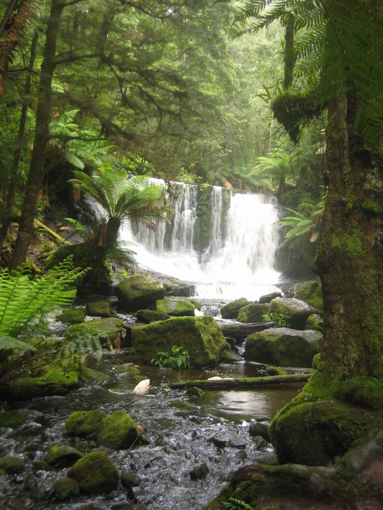 Der Tasmanische Regenwald