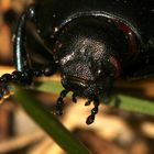 Der Tatzenkäfer (Timarcha tenebricosa), hier als Portrait