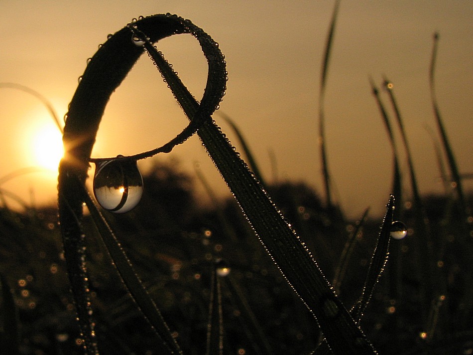 Der Tau am Morgen