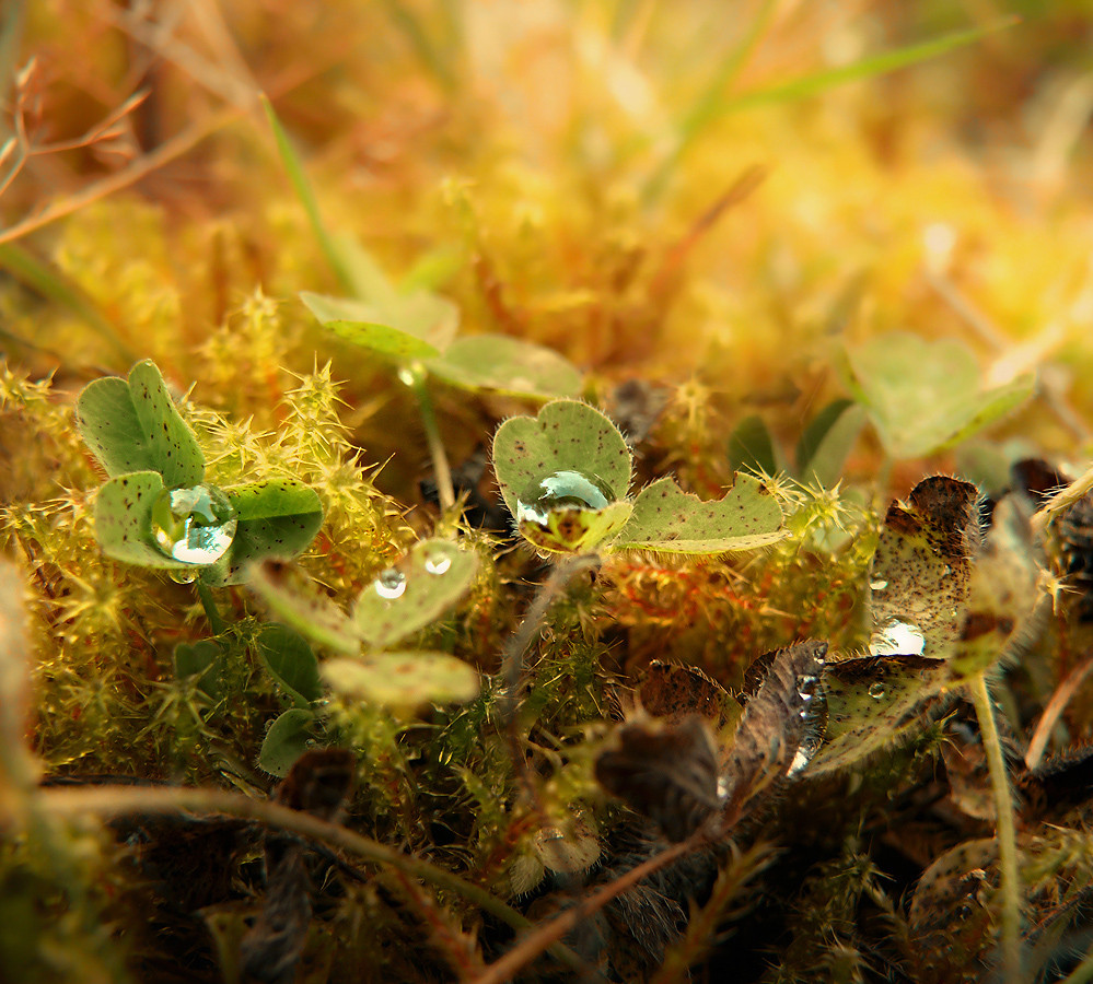 Der Tau im Wald Foto & Bild pflanzen, pilze & flechten, natur Bilder