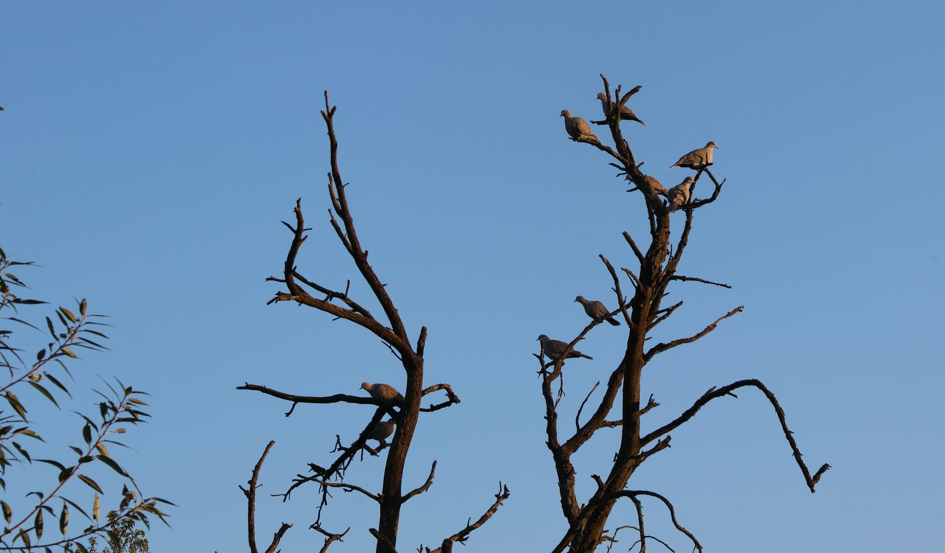 Der Taubenbaum