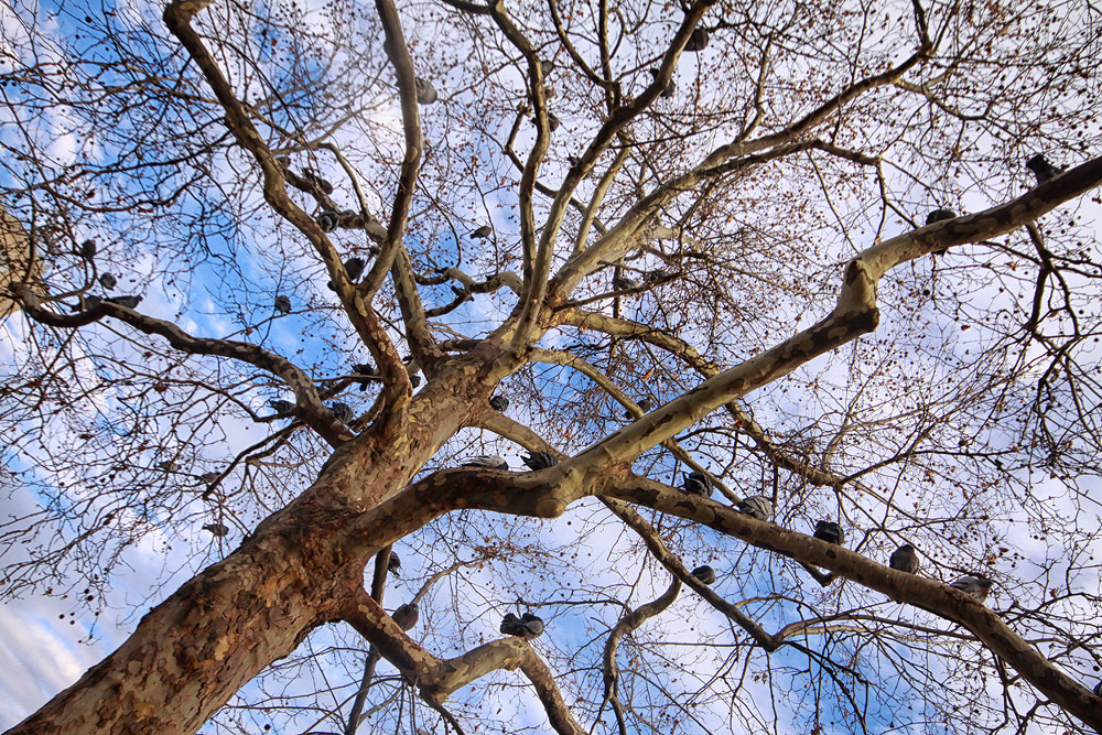 Der Taubenbaum