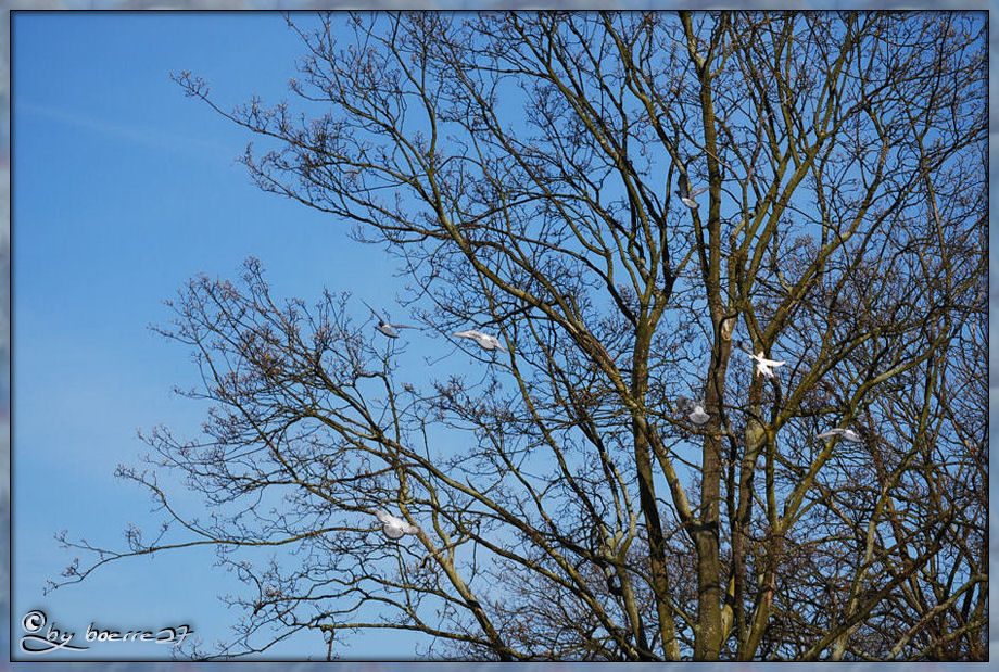 Der Taubenbaum