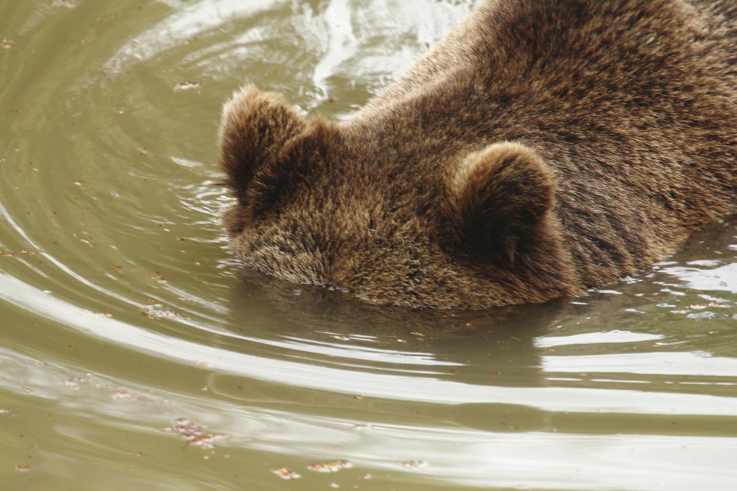 Der Tauchbär