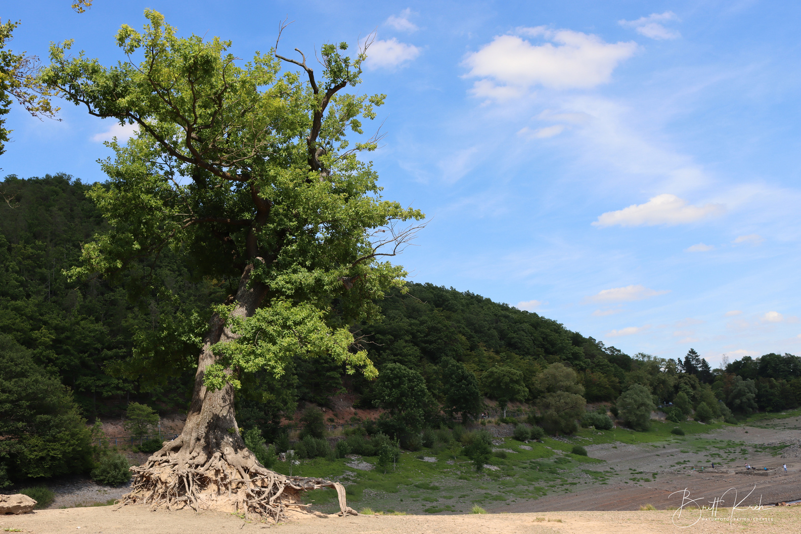 "Der Taucherbaum"