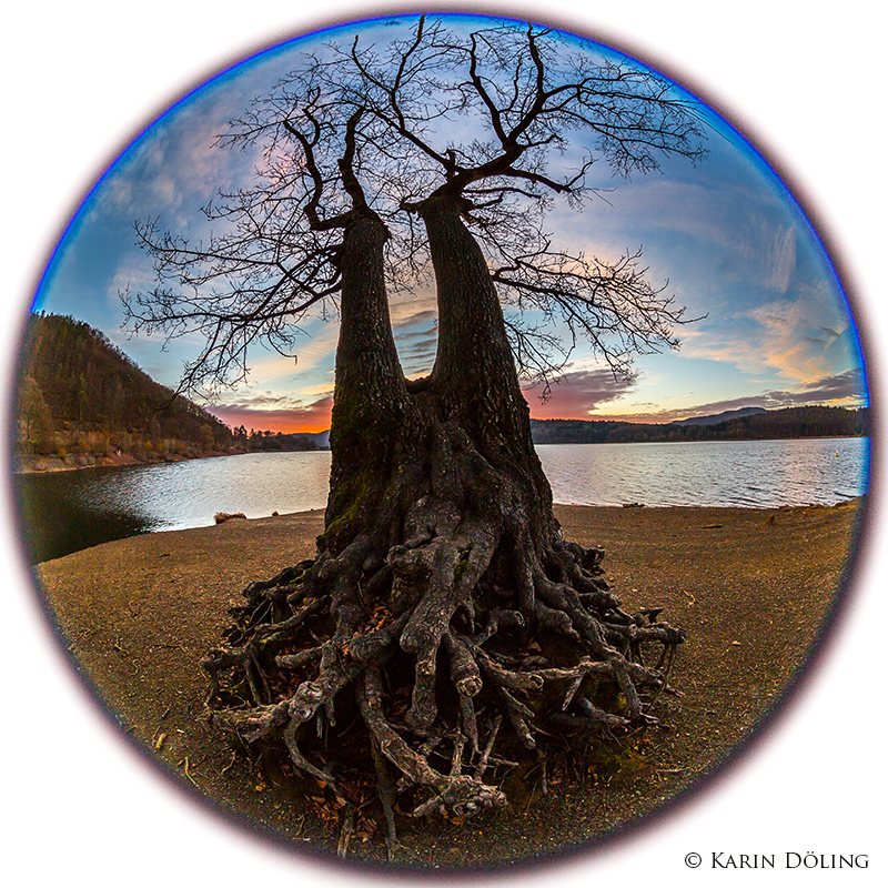 Der "Taucherbaum" am Edersee