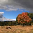 Der Taunus im Herbst