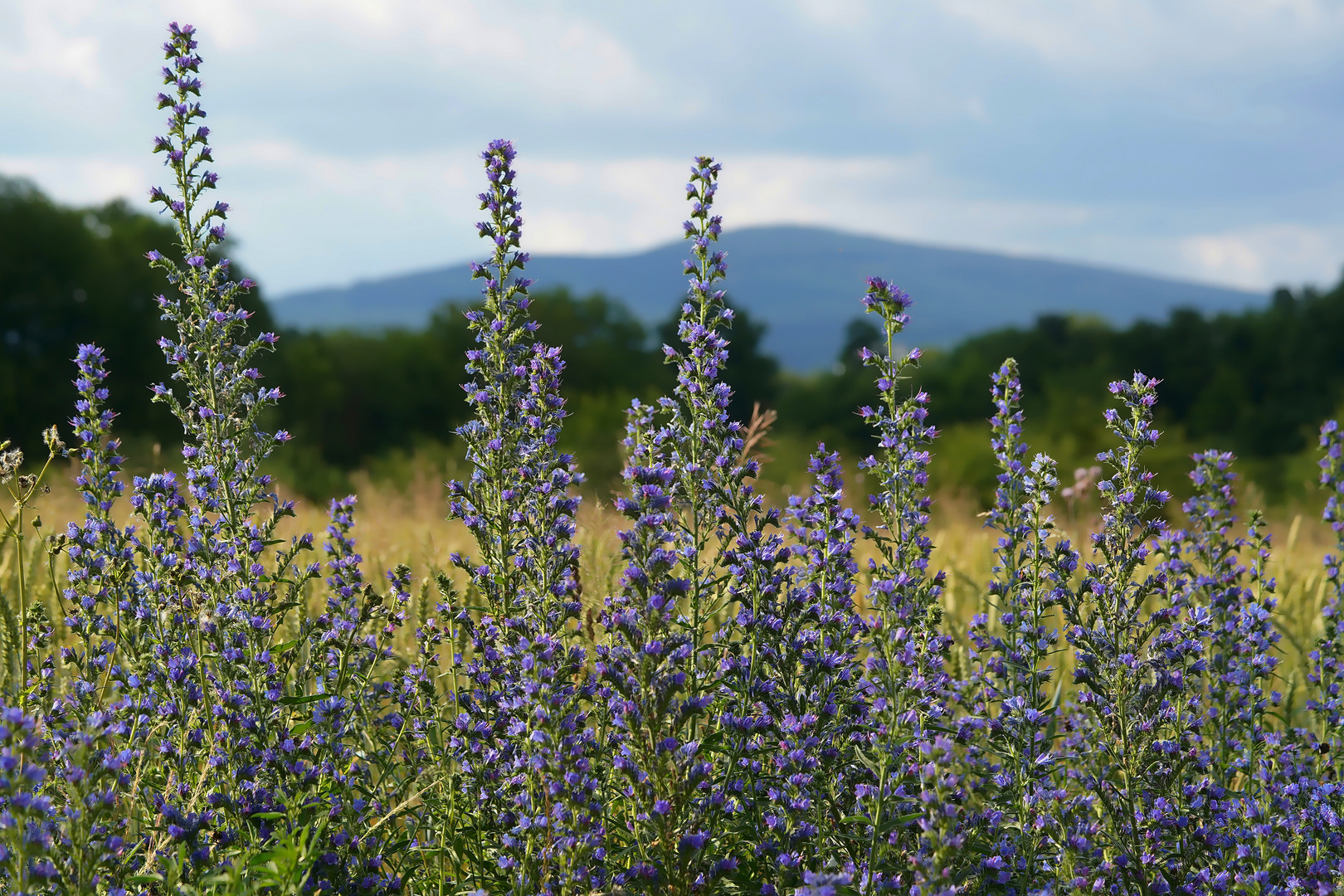 Der Taunus im Hintergrund