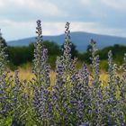 Der Taunus im Hintergrund