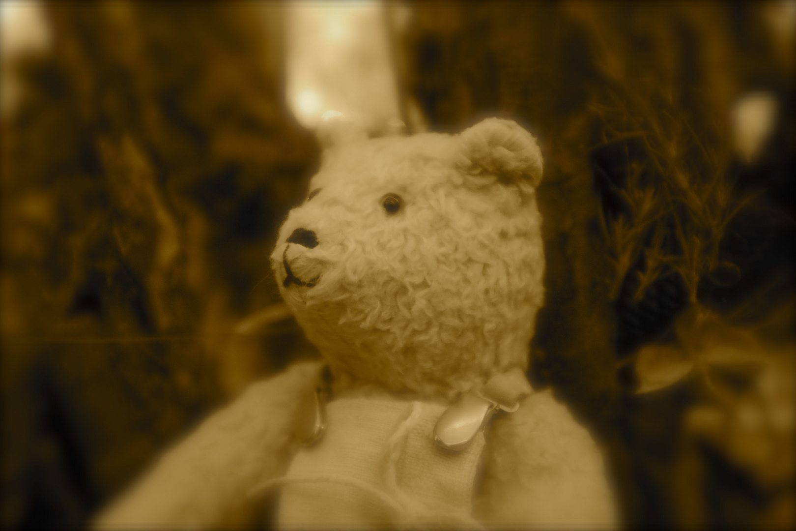 Der Teddy